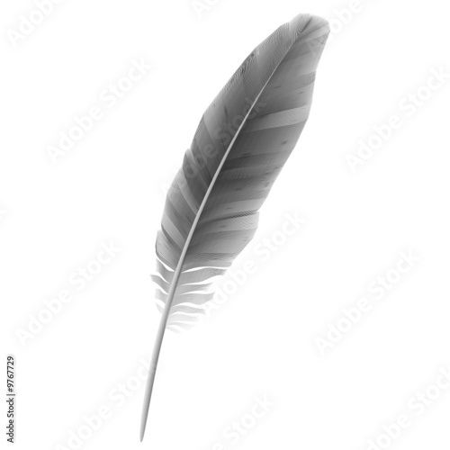 Vector: Vector feather Vector feather