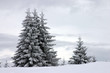 Weihnachtsbäume