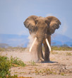 old elephant, amboseli national park, kenya old elephant, amboseli national park, kenya