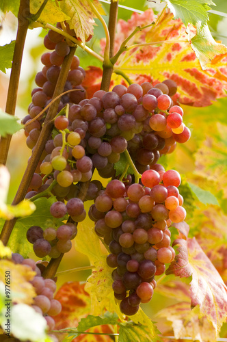Foto: Weinlese Weinlese