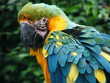 Perroquet d'Amazonie