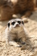841 - Erdmännchen