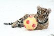 Photo: Tiger and ball Tiger and ball