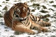 Photo: Tiger Tiger