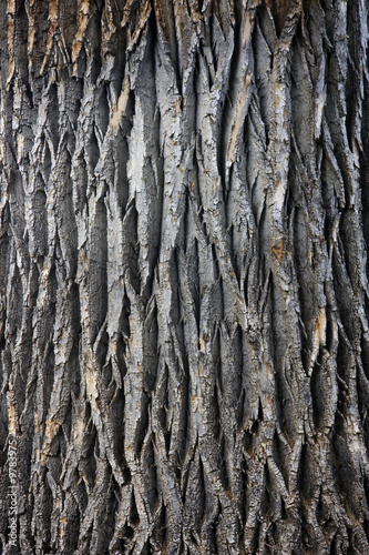 Photo: texture of a giant cottonwood tree trunk texture of a giant cottonwood tree trunk