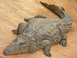 crocodile