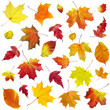Autumn leaves on a white background... Autumn leaves on a white background...