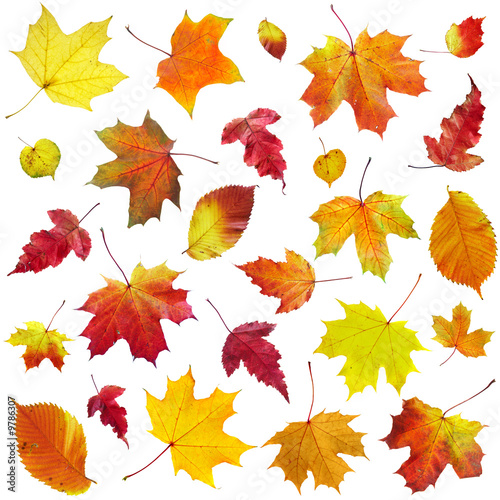 Autumn leaves on a white background...