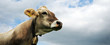 power cow II