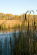 A small marsh with bullrushes on the edge