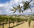 olives in tuscany