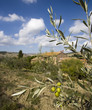 branch of olives, farm on the background