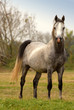 cheval dans la prairie