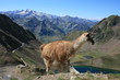 Un lama près de lac d'Oncet (Hautes-Pyrénées) Un lama près de lac d'Oncet (Hautes-Pyrénées)