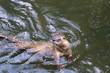 Foto: Otter Otter