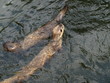 Foto: Otter Otter