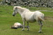 Mare with young Mare with young