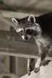 Foto: Waschbär Waschbär