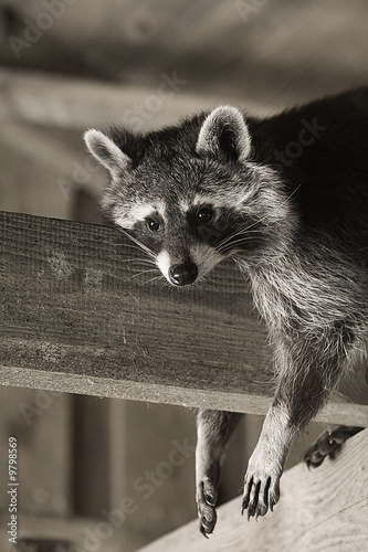 Foto: Waschbär Waschbär