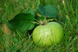 Apfel einzeln