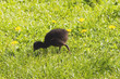 A pukeko chick forages in the grass