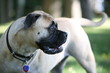 bullmastiff dog profile looking