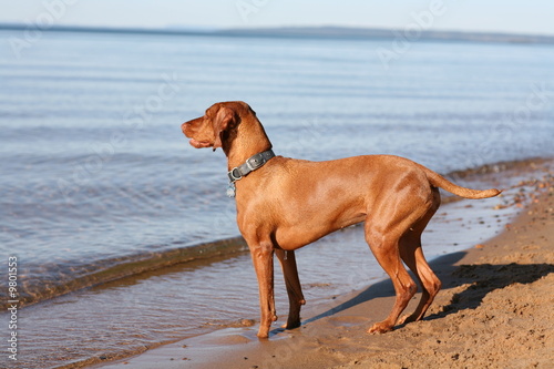 Brown Vizsla