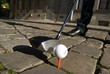 Foto: golf golf