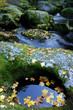 Bach mit bemoosten Steinen und Herbstlaub