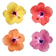 Hibiscus 4 couleurs sur fond blanc