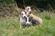 mini bull chiots quadruplés effrayés mini bull chiots quadruplés effrayés