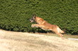 berger belge malinois bondissant berger belge malinois bondissant