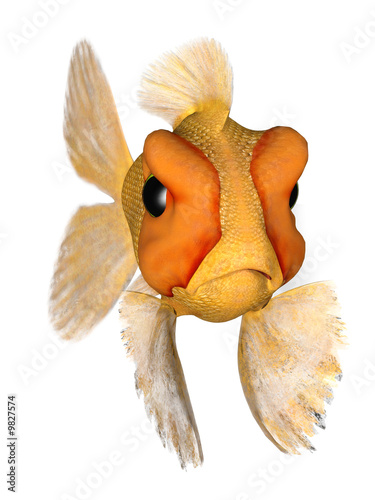 goldfish cartoon cute. A cartoon goldfish looking