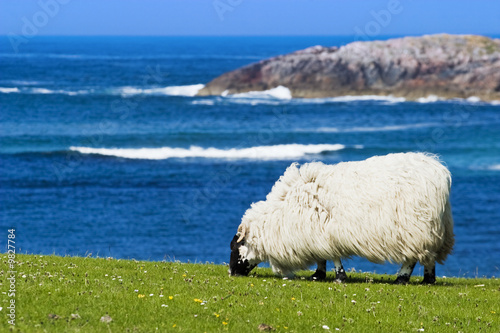 Photo: Big ram graze at the meadow Big ram graze at the meadow