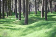 arbres