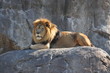 King of the beasts