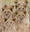 Family of African Lions looking very alert