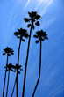 Palm trees at the beach Palm trees at the beach
