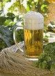 Sille mit Bier