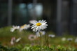 marguerite marguerite