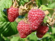 Framboise