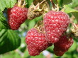 Framboise
