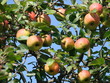 Pommes