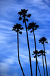 Palm trees at the beach Palm trees at the beach