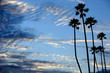 Palm trees at the beach Palm trees at the beach