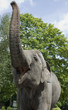 Elephant in zoo