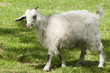 Young goat in zoo