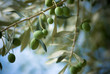 branche d' olives vertes en Provence ou Méditerranée branche d' olives vertes en Provence ou Méditerranée