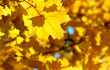 Sunlight on leaves of the maple. Blur background.