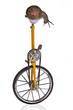Funny snail trying alternative transport on a one wheel bike